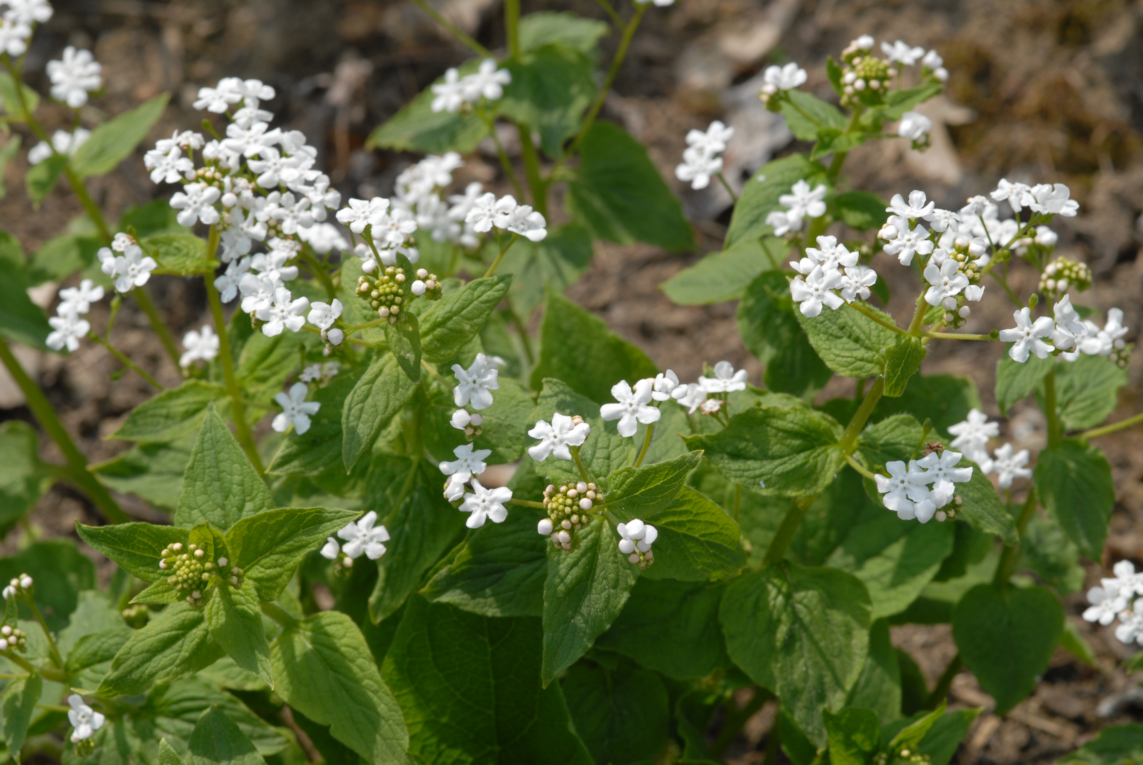 Brunnera macrophylla 'Betty Bowring'